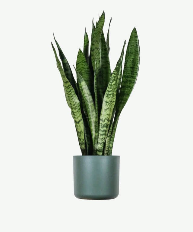 Sansevieria Laurentii