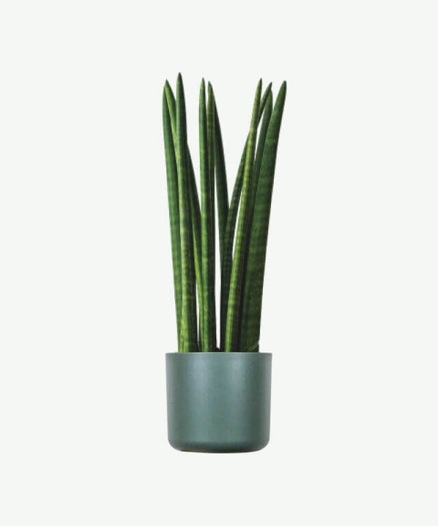 Euphorbia Ingens