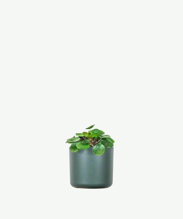 Peperomia Lemon Lime