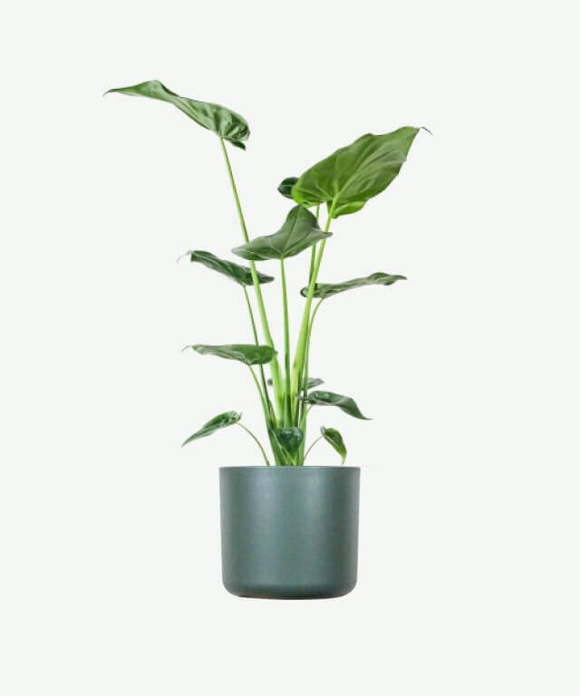 Alocasia Regal Shield