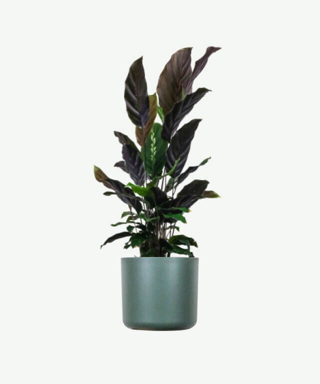 Calathea Rufibarba