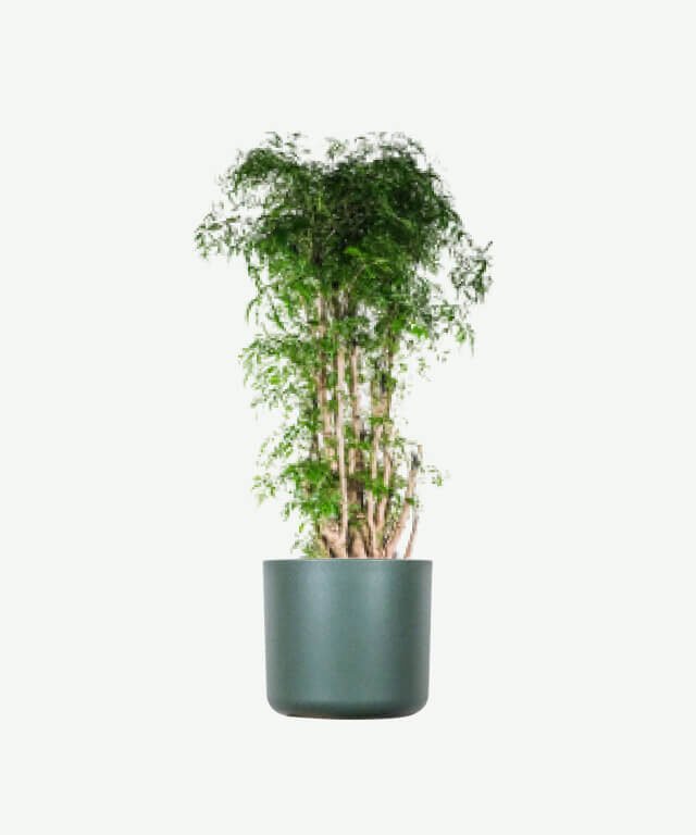 Aralia Ming