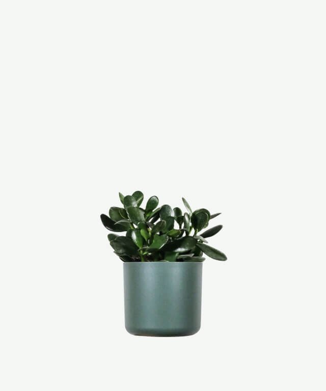 Ficus Decora Burgundy