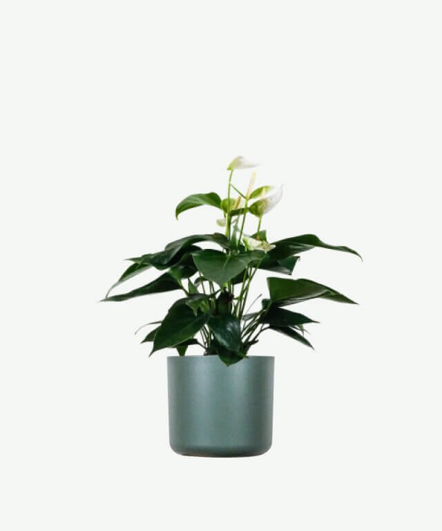 Golden Pothos Pole